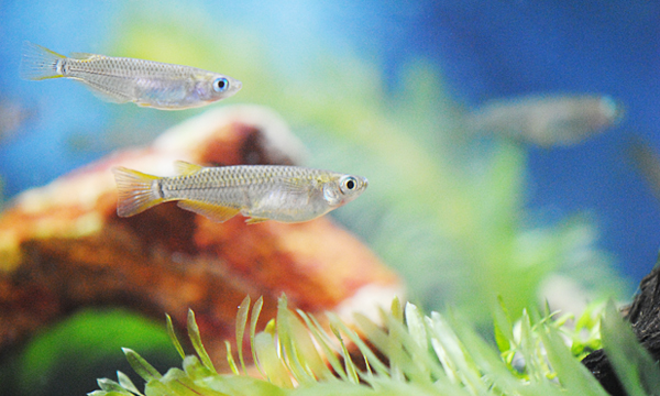 めだかの育成、販売