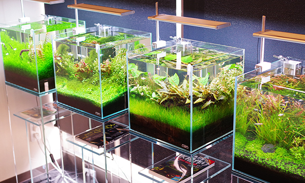 自身の水槽を管理